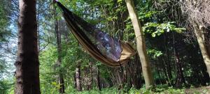 hamak wiszący na drzewie w lesie w obiekcie Kongres Czarownic w mieście Zagnańsk