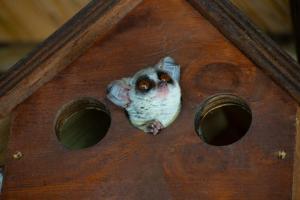 a small owl peeking out of a bird house at Adventure Bush House in Marloth Park
