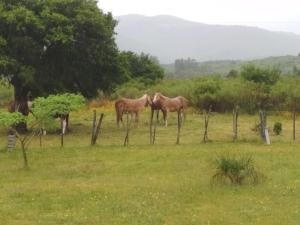 dos caballos parados en un campo junto a una valla en El Encuentro - Casa para 12 personas en Maldonado
