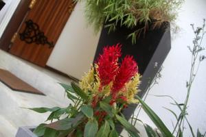 a vase with red flowers in front of a door at Binnacle Negombo in Negombo