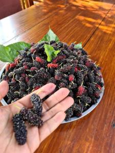 a person holding a bowl of blackberries on a table at Villa Noina Glamping in Ban Nong Takhain