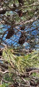 a pine tree with its branches and leaves at Salamar Saler Golf in El Saler