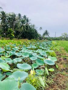 Gallery image of Kunandura Villa in Galle