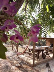 a picnic table and purple flowers in front of a tree at Pousada Natureza in São Thomé das Letras +32 photos
