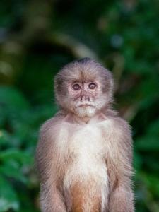 a small monkey is looking at the camera at Anaconda Lodge Ecuador in Ahuano