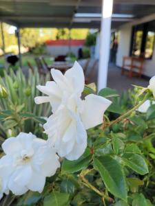 Ayana bnb في بلومفونتين: مجموعة من الزهور البيضاء في الحديقة