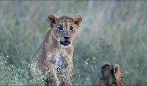 Billede fra billedgalleriet på Ololo Safari Lodge & Farm i Nairobi