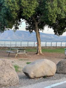 une table de pique-nique, un arbre et deux grands rochers dans l'établissement טבע של קרוואן, à Tibériade