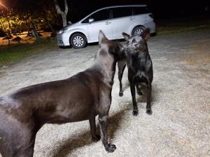 two dogs standing next to each other in front of a car at Green Forest Homestay in Nung-hui-ti