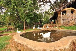 a group of swans in a pond in a zoo at Naiberi River Campsite & Resort in Eldoret