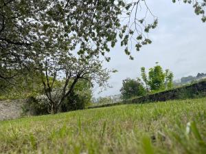 a field of grass with a tree in the foreground at Cosy et jardin panoramique in Morlaix