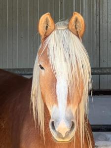 クラニディにあるgiagias family farmのギャラリーの写真