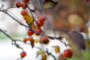 a bunch of red berries on a tree branch at 5 persons Holiday Home Comfort in Roelofarendsveen