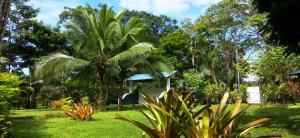 a garden with a palm tree and green grass at Private Villa on 2-Acres of Jungle Garden & Pool in Manzanillo