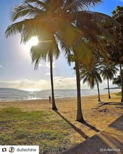 dos palmeras en una playa con el océano en Israel Flat da Mar & Sol, en João Pessoa