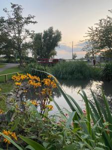 a pond with yellow flowers in a park at CODE Terrace Oulton Broad Suffolk in Oulton