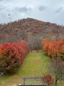 WeavervilleにあるSerenity Views Retreat - Close to City and Parkway!の背景の高台と色鮮やかな木々が茂る畑