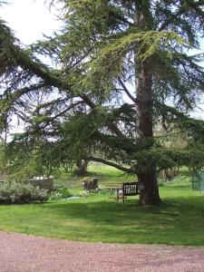 un arbre dans un parc avec un banc sous celui-ci dans l'établissement Moulin MORIN, à Vaucelles