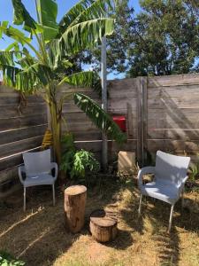 two chairs and a palm tree and a fence at Les Chambres d'Umoja in Grand-Bourg