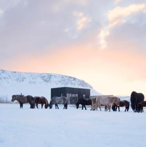 un troupeau de chevaux debout dans la neige dans l'établissement Akurgerði Guesthouse 8 - Country Life Style, à Ölfus
