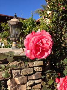 a pink rose on a stone wall next to a lamp at Leucadia Beach Inn in Encinitas