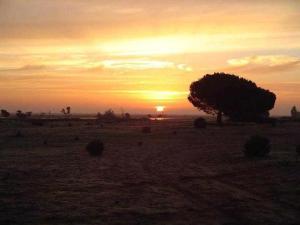 エル・ロシオにあるLa Cabaña de Doñanaの手前の木の木の入った畑の夕日