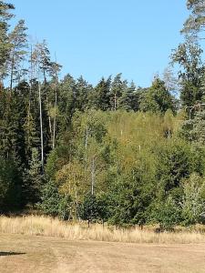 a field with a forest of trees in the background at Ferienwohnung am Waldrand in Bechhofen