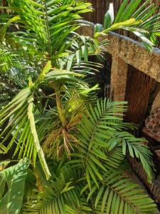 Une bande de plantes vertes dans un jardin dans l'établissement Marijani Holiday Resort, à Watamu