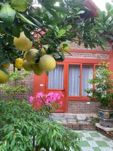 a house with a red door and a tree with fruit at Tam Coc Family Homestay in Ninh Binh