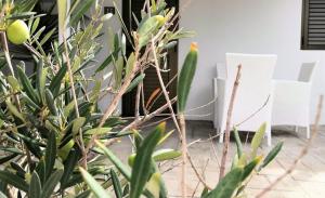 a plant with green leaves in front of a building at Hotel Rosamar - Emar Hotels in Es Pujols
