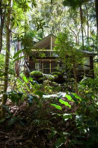 谭伯连山Songbirds Rainforest Retreat的森林中的一所房子