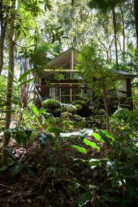 une maison au milieu d'une forêt dans l'établissement Songbirds Rainforest Retreat, à Mount Tamborine