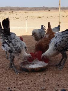 um grupo de galinhas a comer comida de uma tigela em Sahara Peace em M'hamid