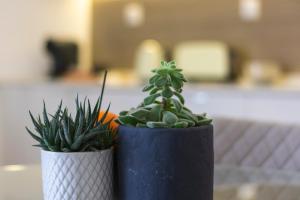 two potted plants are sitting on a table at Casas da Oliveira in Setúbal +57 photos