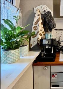 a kitchen counter with a plant on top of it at Apartament Majowa in Jelenia Góra