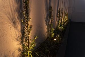 a group of plants next to a wall at Hotel Descalvado in Descalvado