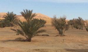 een groep palmbomen in de woestijn bij Habitation Dunes merzouga in Merzouga