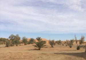 een rij palmbomen in de woestijn bij Habitation Dunes merzouga in Merzouga