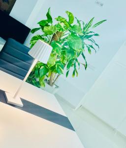Kép Loft Terracina szállásáról Terracinában a galériában