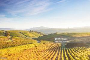 a view of a vineyard in the hills at Les Oiseaux chambre d'hôtes in Saint-Florent-sur-Cher