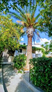 una palma davanti a un edificio di Apartment in Bol with sea view, terrace, air conditioning,WiFi 3634-2 a Bol