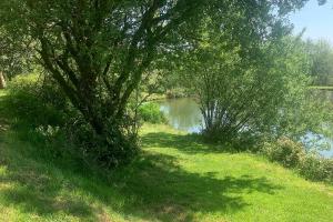 a tree in the grass next to a body of water at St Tinney Farm Cornish Cottages & Lodges, a tranquil base only 10 minutes from the beach in Otterham