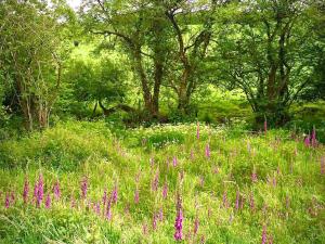 een grasveld met paarse bloemen en bomen bij St Tinney Farm Cornish Cottages & Lodges, a tranquil base only 10 minutes from the beach in Otterham