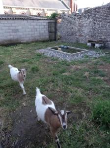two goats and a cat walking in a yard at Maison de vacances à Cayeux-sur-Mer in Cayeux-sur-Mer