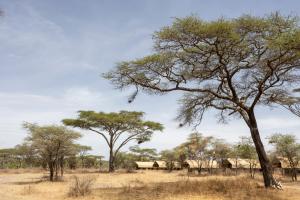 un albero in mezzo a un campo con alberi di Africa Safari South Serengeti Ndutu Ngorongoro a Sinoni