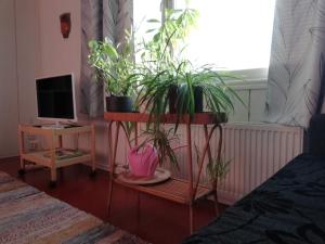 una habitación con macetas en un puesto frente a una ventana en Kodit Tuulikinkatu, en Mikkeli