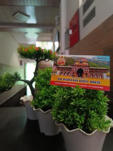 究希瑪斯的住宿－Jai Bajrangi Guest House，两株盆栽植物,上面有一本书