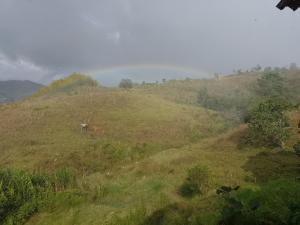 Una colina de hierba con una vaca encima. en Faera Hostel, en Darién