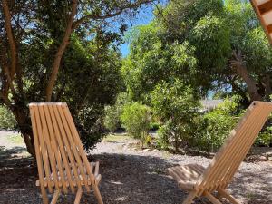 two wooden chairs sitting in the shade of a tree at El Arbol Eco Lodge in La Serena