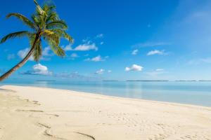una palma e l'oceano su una spiaggia di Oceania House Hotel a Bantam Village